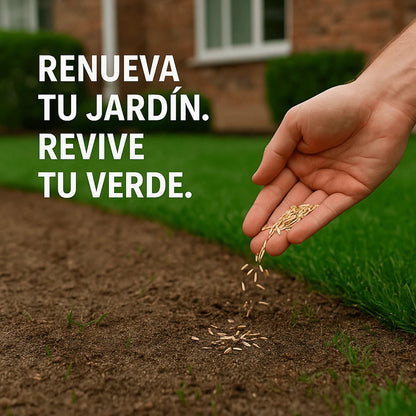🌱 Semillas de césped enano perenne🌱 ultimas unidades🔥| Crea tu césped perfecto aquí 🌼